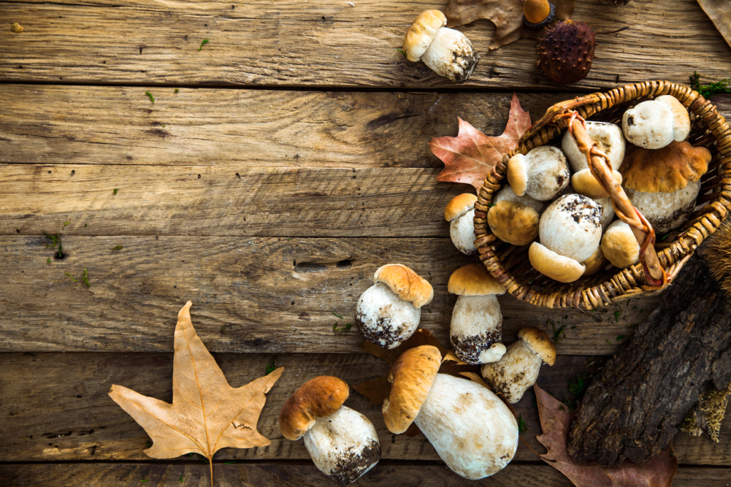 Qué hacer en un camping en otoño